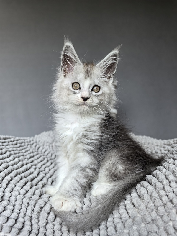 Egor Kreed Akbars (polydactyl) - Kitten maine-coon 1 month 2 weeks