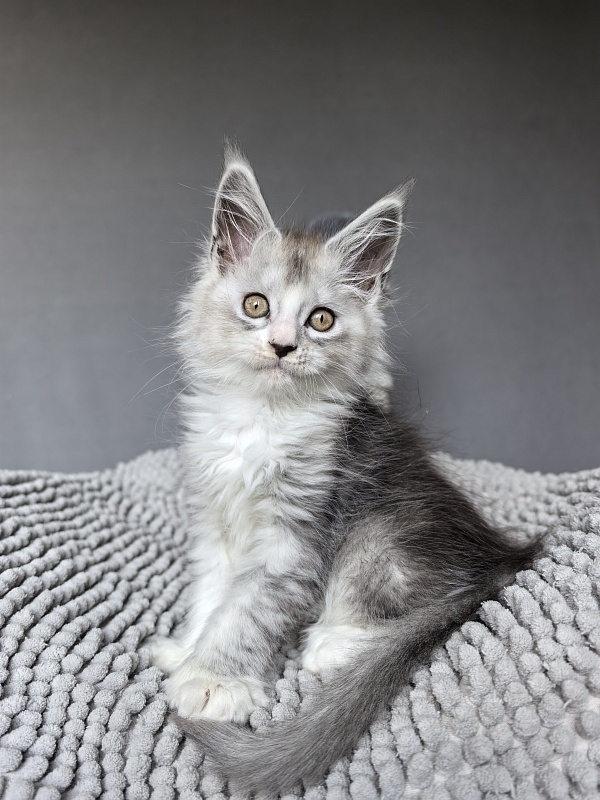 Egor Kreed Akbars (polydactyl) - Kitten maine-coon 1 month 2 weeks