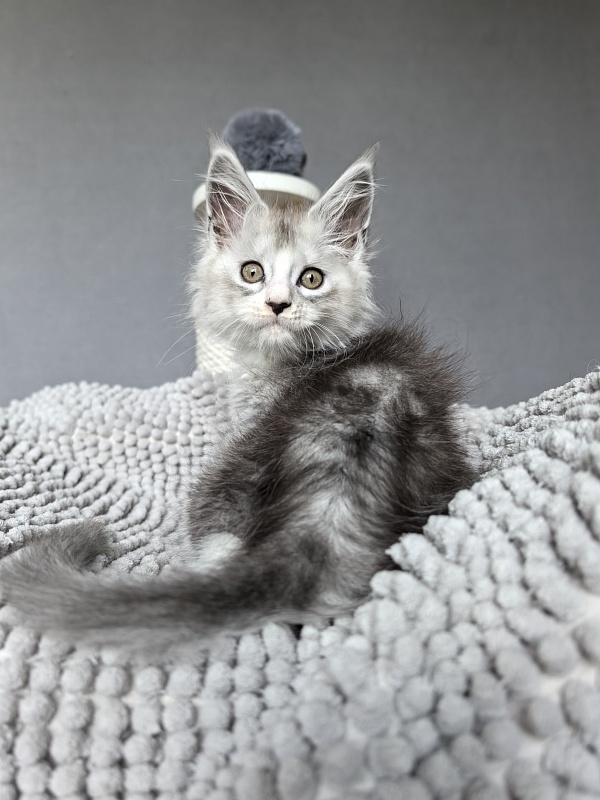 Egor Kreed Akbars (polydactyl) - Kitten maine-coon 1 month 2 weeks
