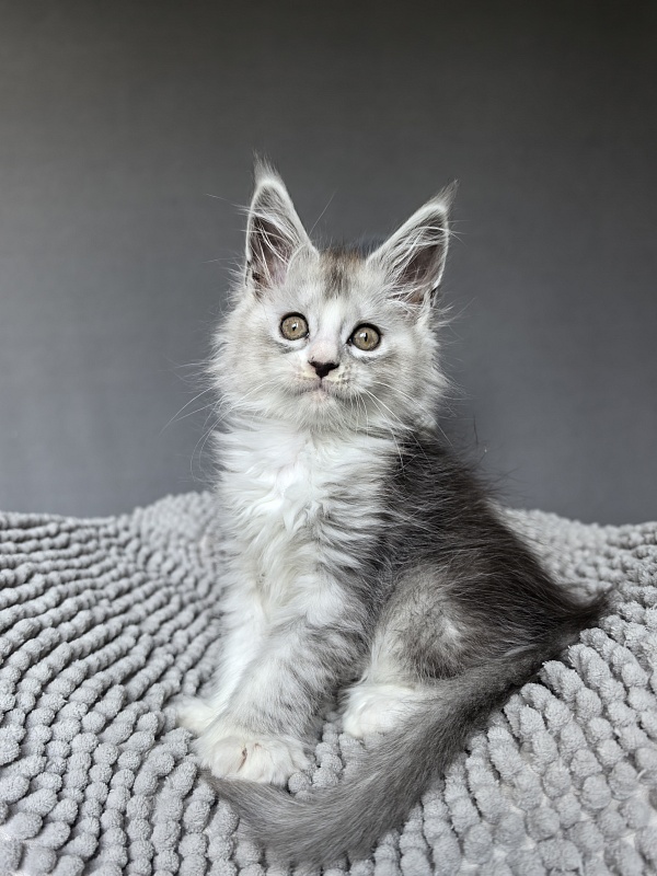 Egor Kreed Akbars (polydactyl) - Kitten maine-coon 1 month 2 weeks