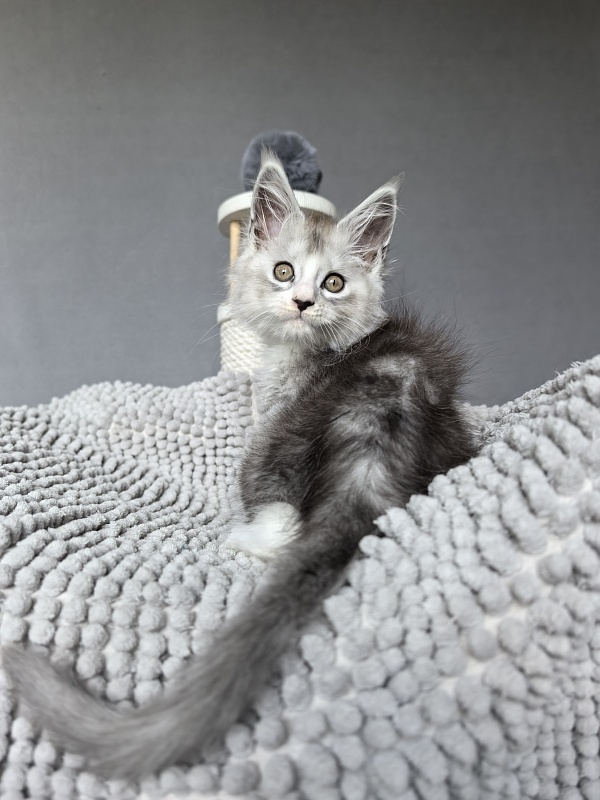 Egor Kreed Akbars (polydactyl) - Kitten maine-coon 1 month 2 weeks