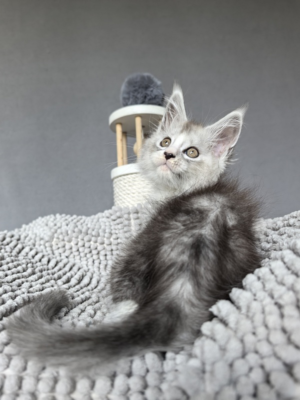 Egor Kreed Akbars (polydactyl) - Kitten maine-coon 1 month 2 weeks