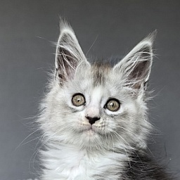 Egor Kreed Akbars (polydactyl)