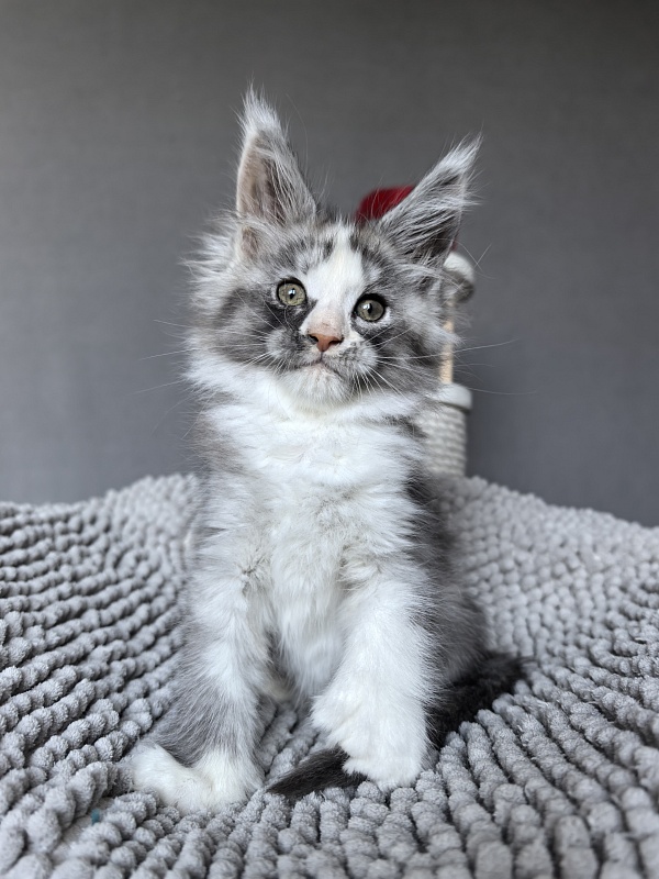 Evsevia Akbars - Kitten maine-coon 1 month 2 weeks