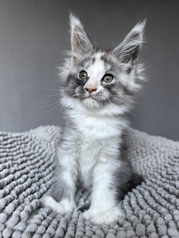 Evsevia Akbars - Kitten maine-coon 1 month 2 weeks