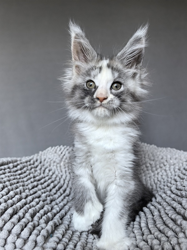 Evsevia Akbars - Kitten maine-coon 1 month 2 weeks