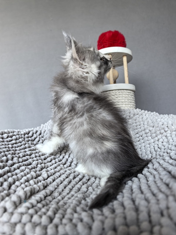 Evsevia Akbars - Kitten maine-coon 1 month 2 weeks