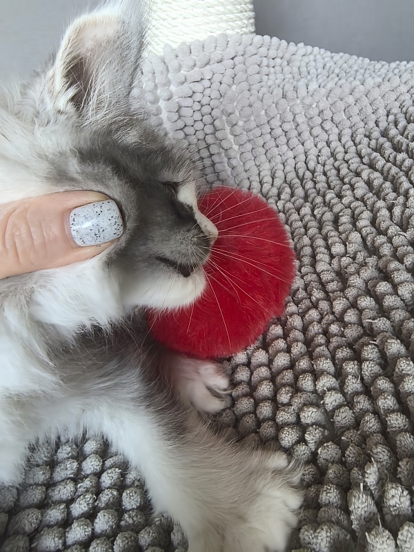 Evsevia Akbars - Kitten maine-coon 1 month 2 weeks