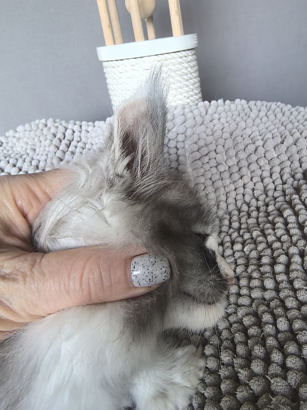 Evsevia Akbars - Kitten maine-coon 1 month 2 weeks