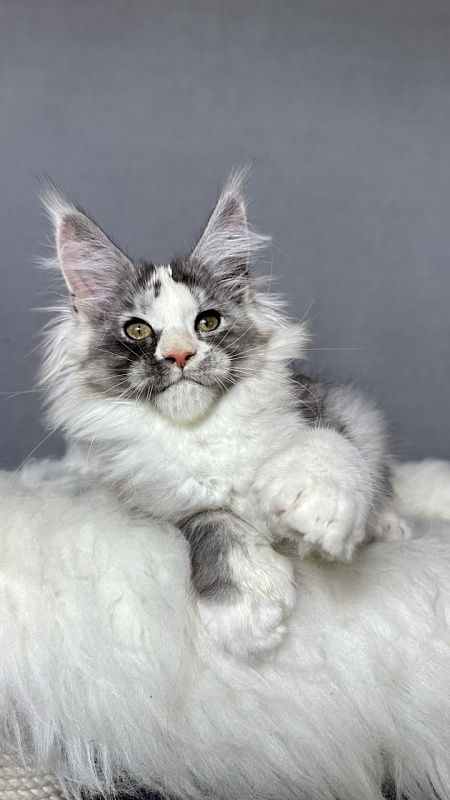 Evsevia Akbars (polydactyl) - Kitten maine-coon 2 months 2.5 weeks