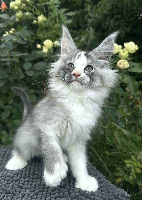 Evsevia Akbars (polydactyl) - Kitten maine-coon 2 months