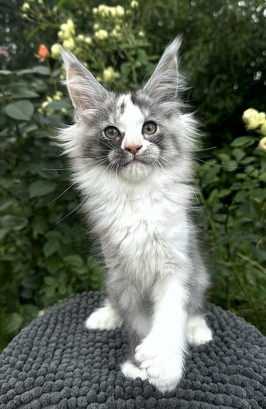 Evsevia Akbars (polydactyl) - Kitten maine-coon 2 months