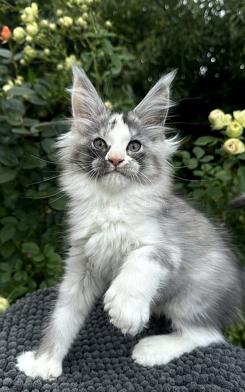 Evsevia Akbars (polydactyl) - Kitten maine-coon 2 months