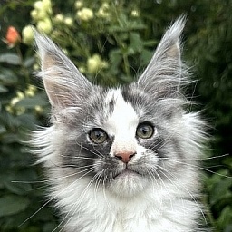 Evsevia Akbars (polydactyl)