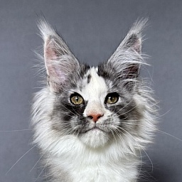 Evsevia Akbars (polydactyl)
