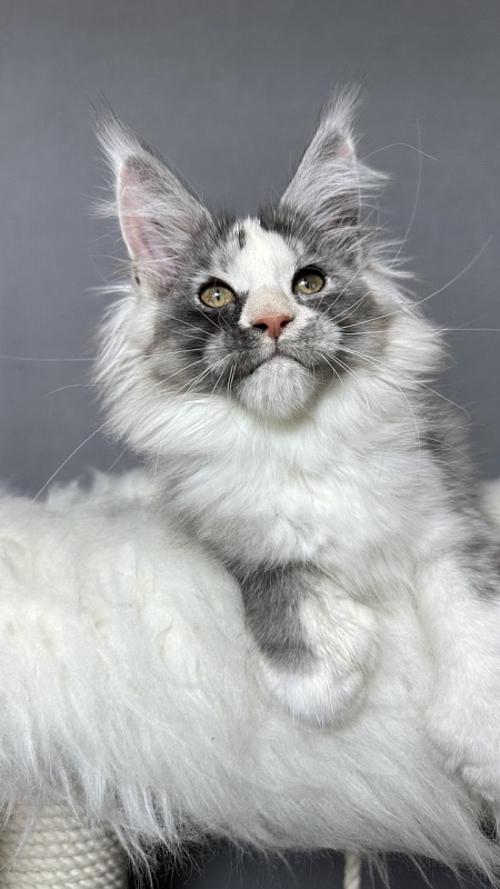 Evsevia Akbars (polydactyl) - Kitten maine-coon 2 months 2.5 weeks