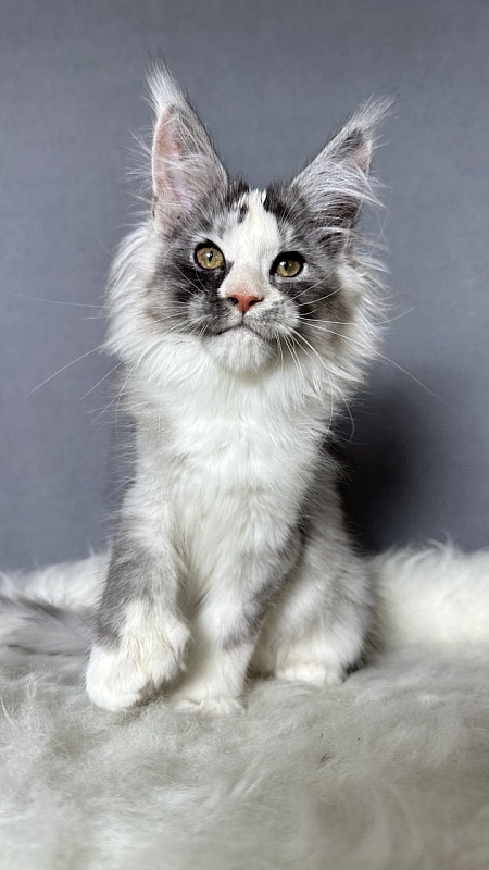 Evsevia Akbars (polydactyl) - Kitten maine-coon 2 months 2.5 weeks