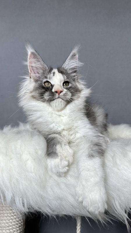 Evsevia Akbars (polydactyl) - Kitten maine-coon 2 months 2.5 weeks