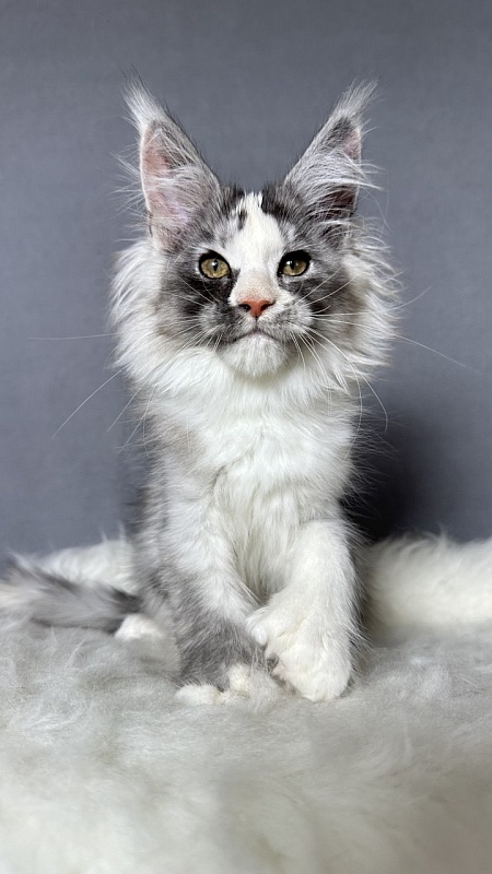 Evsevia Akbars (polydactyl) - Kitten maine-coon 2 months 2.5 weeks