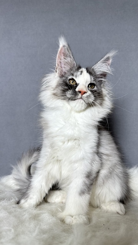 Evsevia Akbars (polydactyl) - Kitten maine-coon 2 months 2.5 weeks