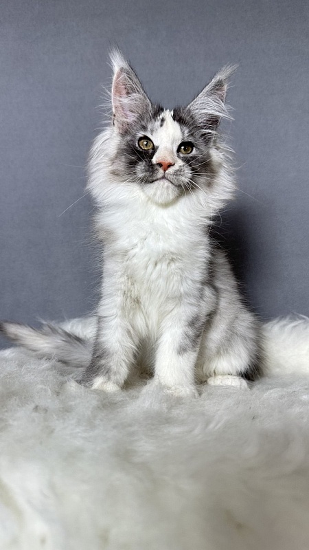 Evsevia Akbars (polydactyl) - Kitten maine-coon 2 months 2.5 weeks