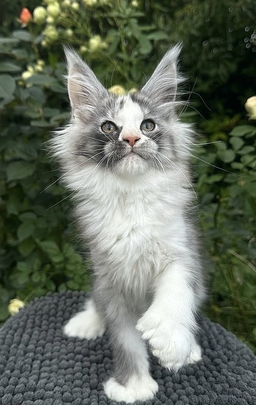 Evsevia Akbars (polydactyl) - Kitten maine-coon 2 months