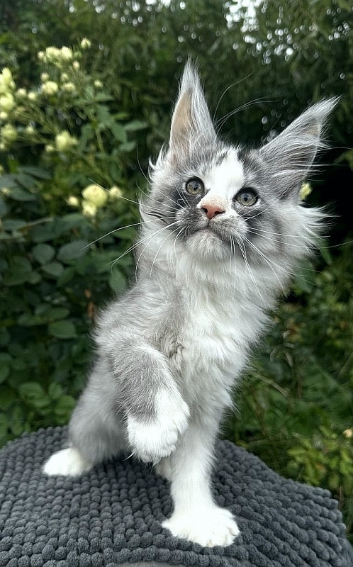 Evsevia Akbars (polydactyl) - Kitten maine-coon 2 months