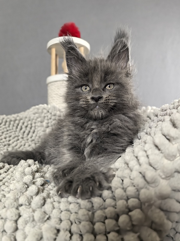 Flor Akbars ( polydactyl) - Kitten maine-coon 1 month 3 weeks