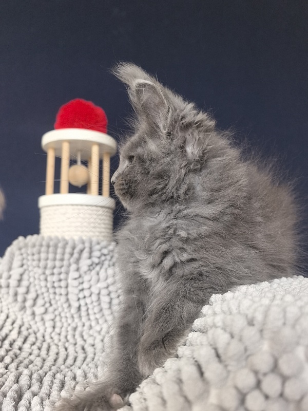 Flor Akbars ( polydactyl) - Kitten maine-coon 2 months 2 weeks