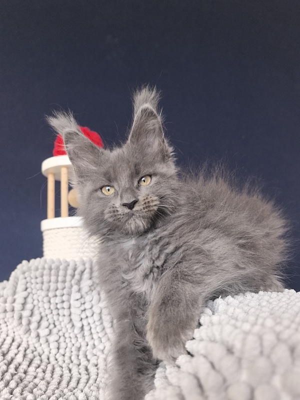 Flor Akbars ( polydactyl) - Kitten maine-coon 2 months 2 weeks