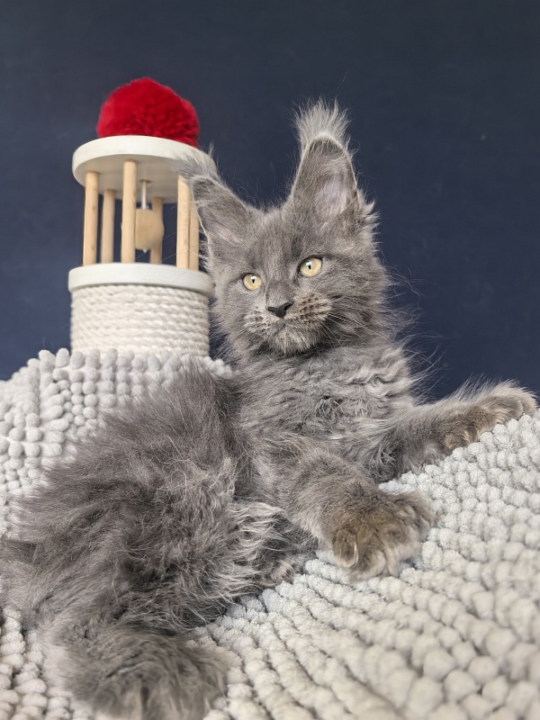 Flor Akbars ( polydactyl) - Kitten maine-coon 2 months 2 weeks