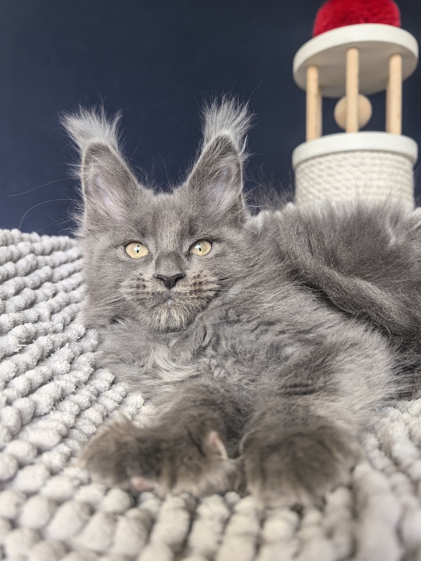 Flor Akbars ( polydactyl) - Kitten maine-coon 2 months 2 weeks