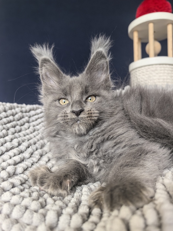 Flor Akbars ( polydactyl) - Kitten maine-coon 2 months 2 weeks