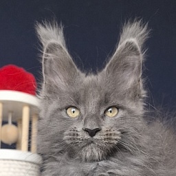 Flor Akbars ( polydactyl)