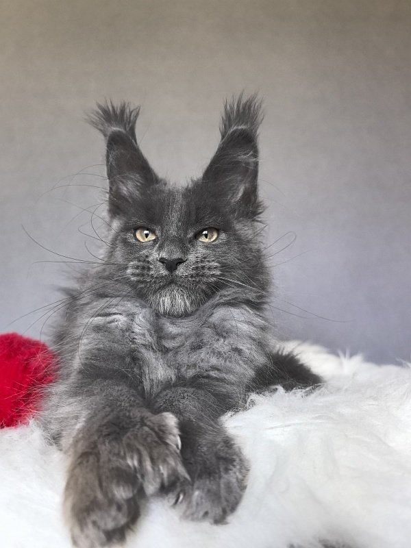 Flor Akbars ( polydactyl) - Kitten maine-coon 2 months 4 weeks