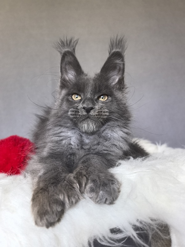 Flor Akbars ( polydactyl) - Kitten maine-coon 2 months 4 weeks