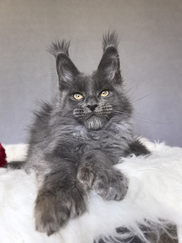 Flor Akbars ( polydactyl) - Kitten maine-coon 2 months 4 weeks