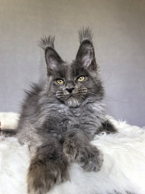 Flor Akbars ( polydactyl) - Kitten maine-coon 2 months 4 weeks