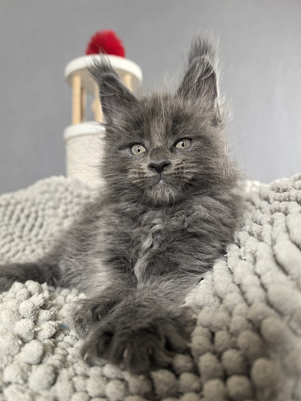 Flor Akbars ( polydactyl) - Kitten maine-coon 1 month 3 weeks