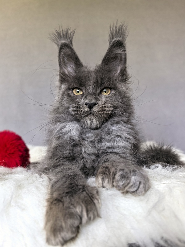 Flor Akbars ( polydactyl) - Kitten maine-coon 2 months 4 weeks