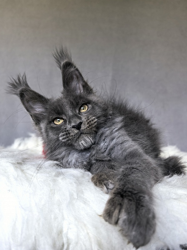 Flor Akbars ( polydactyl) - Kitten maine-coon 2 months 4 weeks