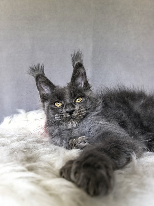Flor Akbars ( polydactyl) - Kitten maine-coon 2 months 4 weeks