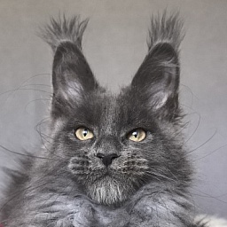 Flor Akbars ( polydactyl)