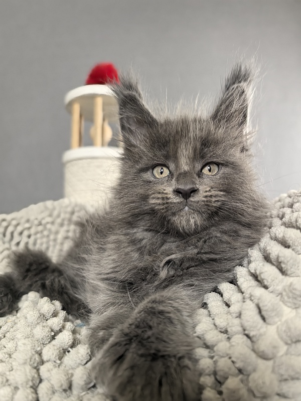 Flor Akbars ( polydactyl) - Kitten maine-coon 1 month 3 weeks