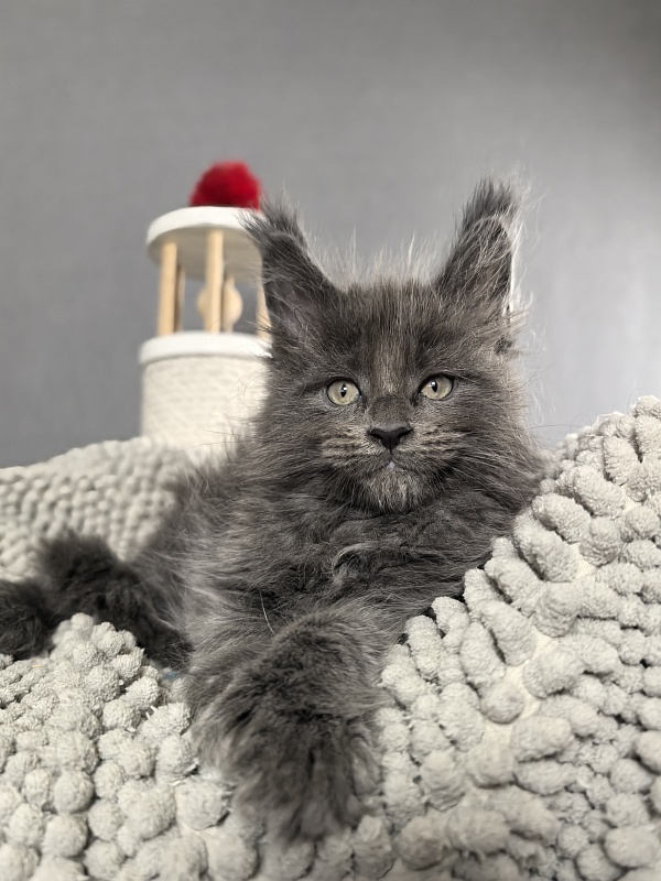 Flor Akbars ( polydactyl) - Kitten maine-coon 1 month 3 weeks
