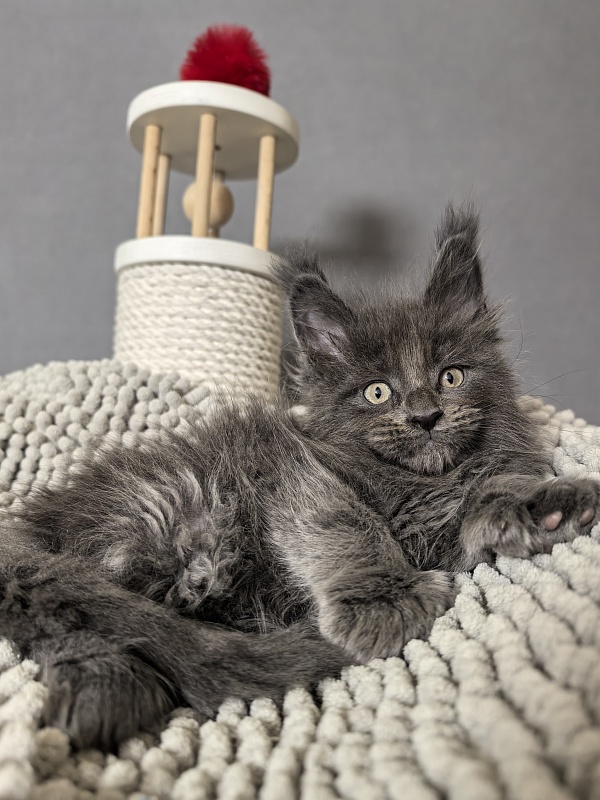 Flor Akbars ( polydactyl) - Kitten maine-coon 1 month 3 weeks