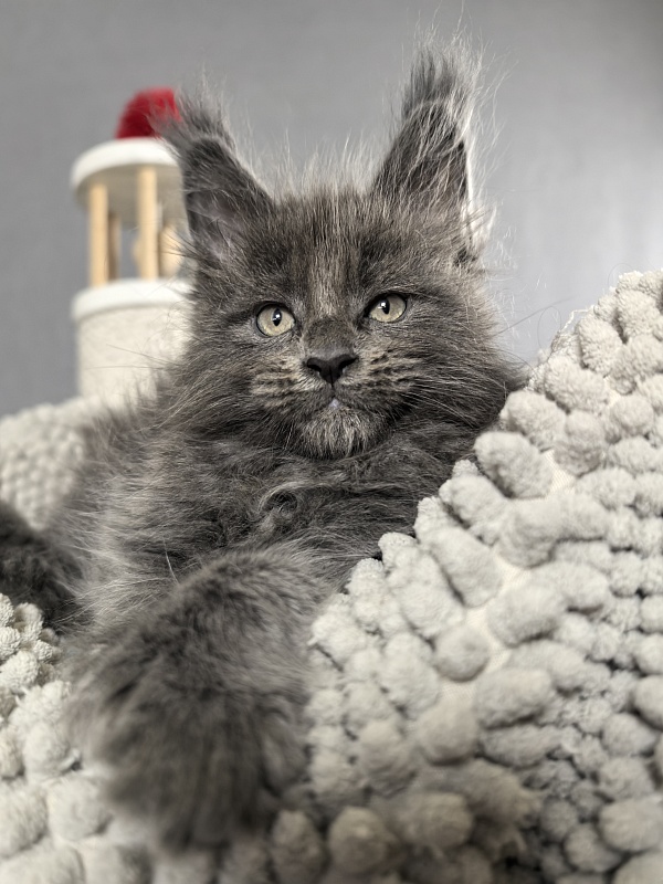 Flor Akbars ( polydactyl) - Kitten maine-coon 1 month 3 weeks