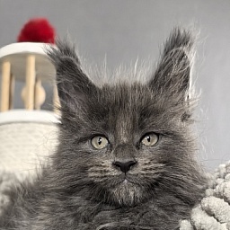 Flor Akbars ( polydactyl)