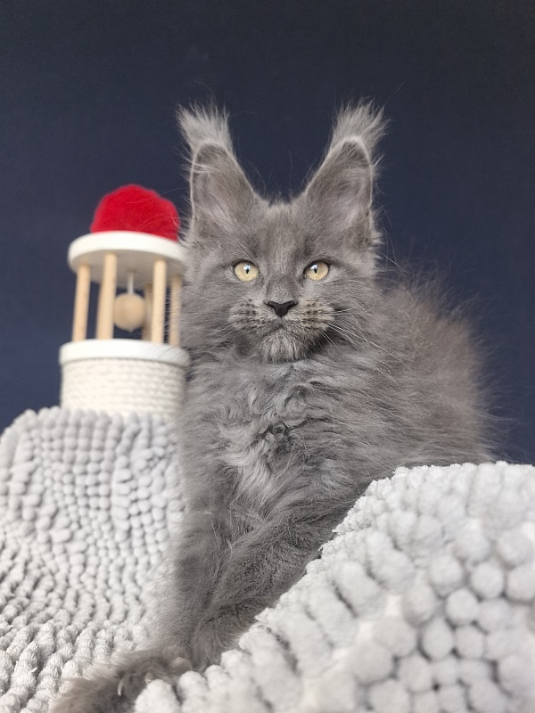 Flor Akbars ( polydactyl) - Kitten maine-coon 2 months 2 weeks