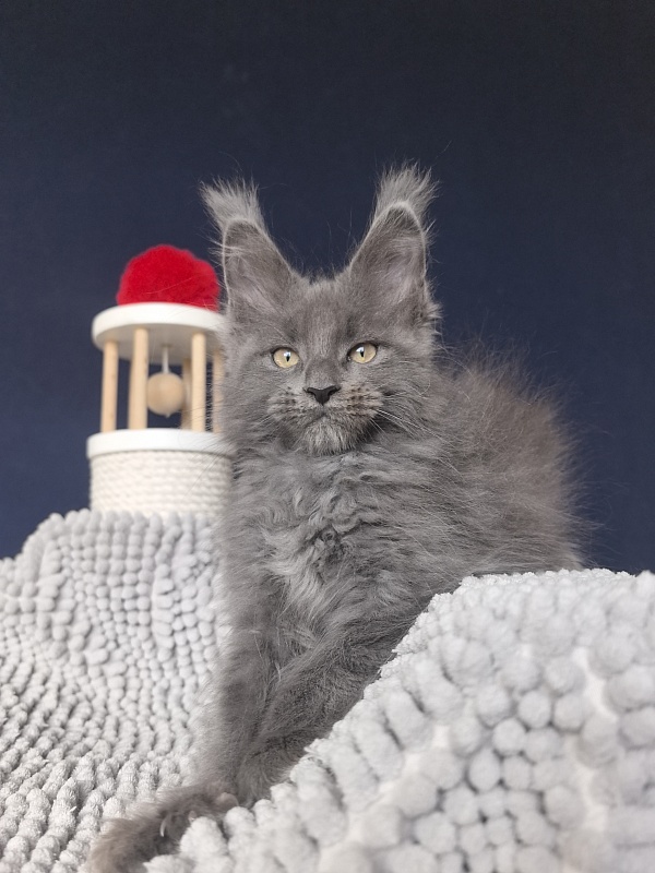 Flor Akbars ( polydactyl) - Kitten maine-coon 2 months 2 weeks